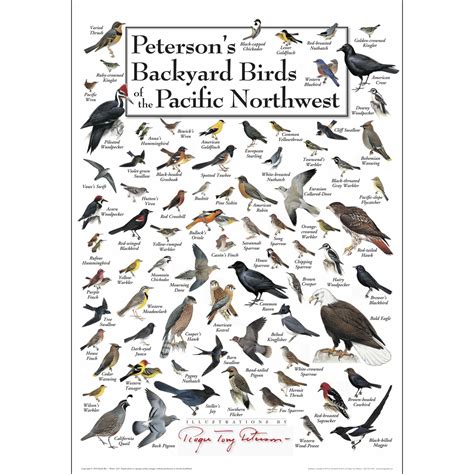 a field guide to birds of the pacific northwest Reader