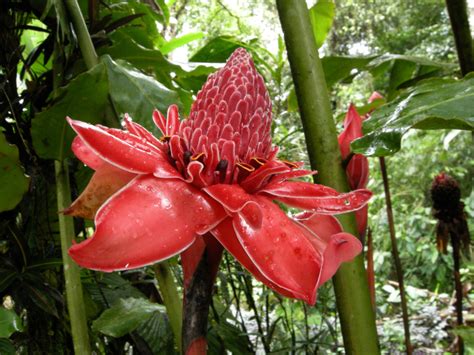 a guide to tropical plants of costa rica Reader