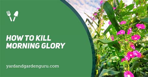 a kill in the morning Epub