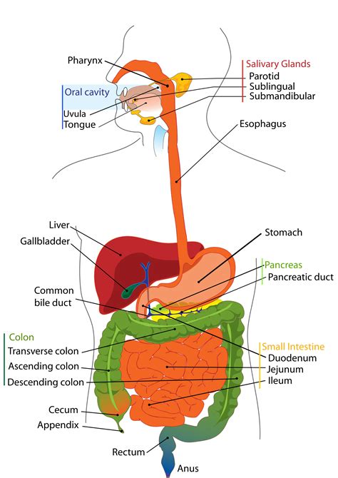 a labeled diagram of the human digestive system pdf Doc