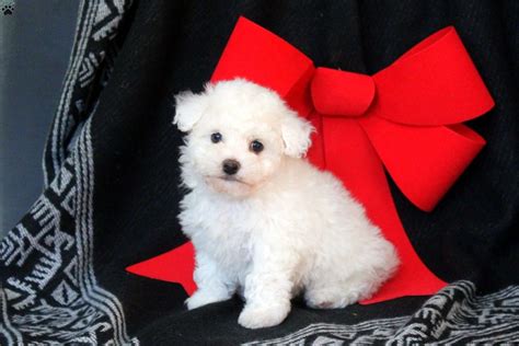 a puppys new home bella the bichon frise Kindle Editon