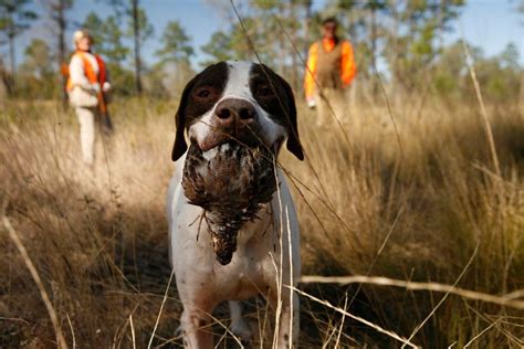 a quail hunters odyssey Doc