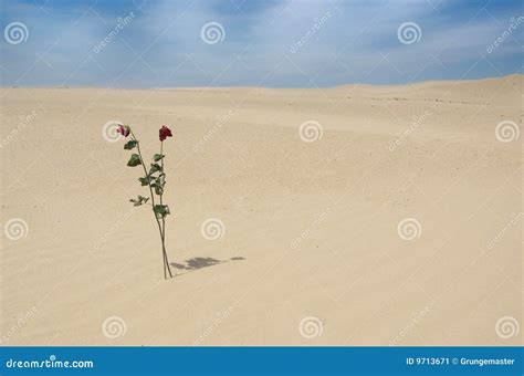 a rose in the desert snapshot memories 2 Kindle Editon