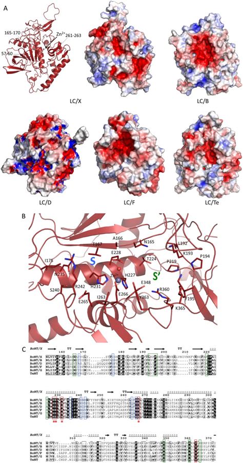 a structural basis for clostridial neurotoxin target specificity Reader