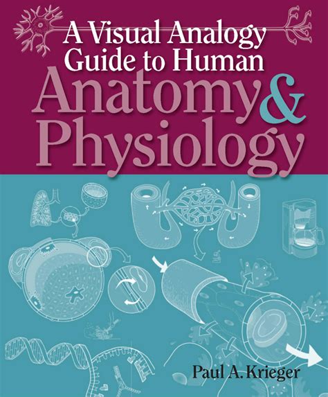 a visual analogy guide to human anatomy and physiology Kindle Editon