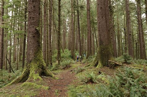 a walking guide to oregons ancient forest Epub