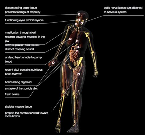 a zombies guide to the human body anatomy 101 taught by a zombie PDF