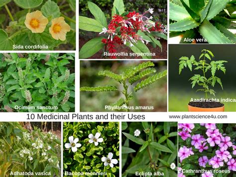 a. Medicinal Properties of Plants