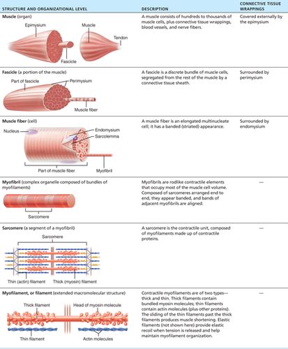 aampp chapter 9 muscle test Epub