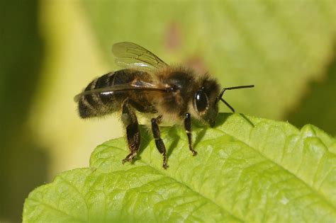 abeille domestique