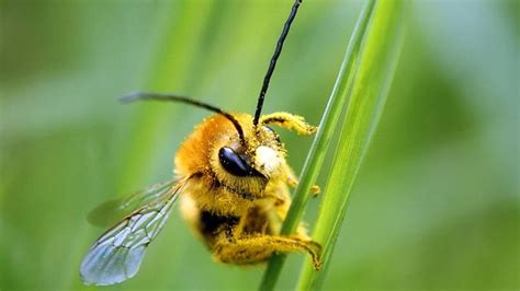 abeilles françaises