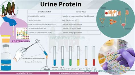 abnormal protein in urine