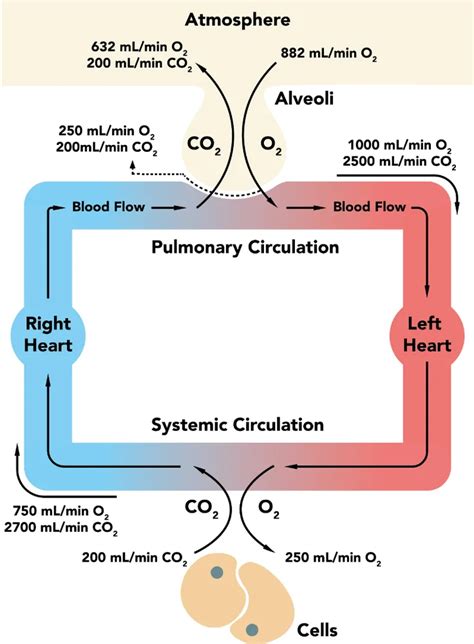 about 70 of carbon dioxide is transported in deoxygenated blood