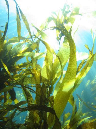 about kelp seaweed for health and vitality Epub