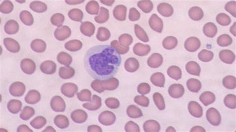 abs monocytes manual guide pdf Doc