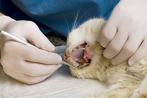 abscess in cats mouth