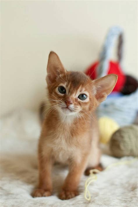 abyssinian for sale