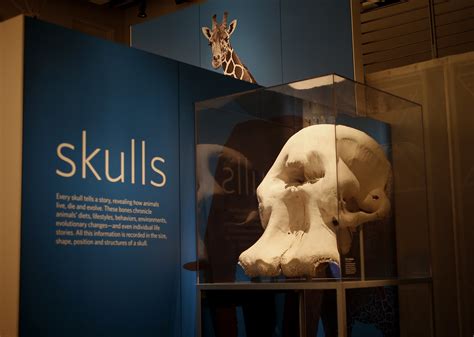 academy of sciences skulls Kindle Editon