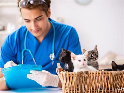 accessvet: Your Ultimate Guide to Animal Health and Care