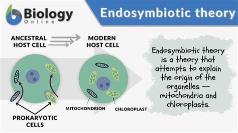 according to the endosymbiotic theory