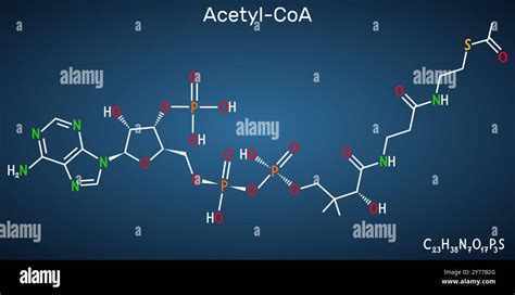 acetyl-CoA: