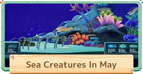 acnh may sea creatures