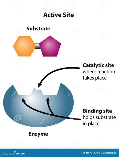 active site definition chemistry Kindle Editon