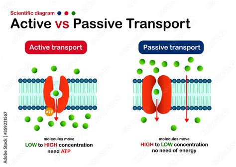 active vs passive transport venn diagram pdf Reader