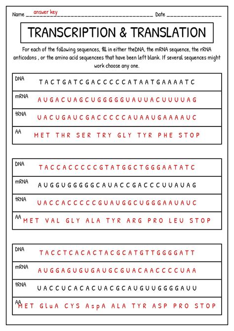 activity 171 modeling transcription translation answer key PDF