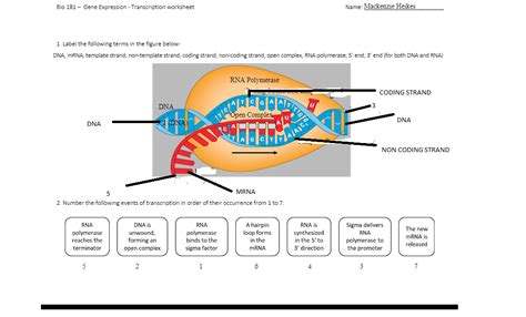 activity 181 gene expression answers Reader