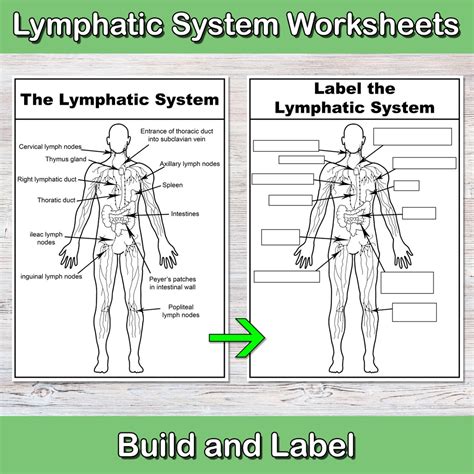 activity lymphatic system answers Kindle Editon