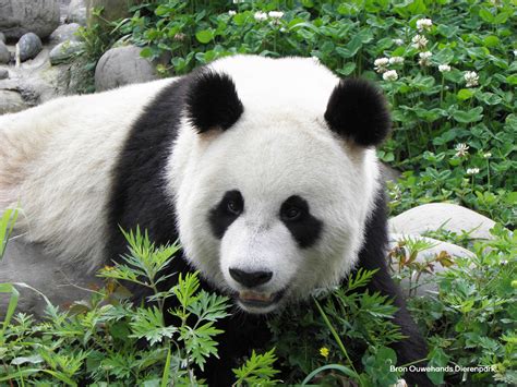 actuele onderwerpen pandas bijzondere gasten in nederland PDF