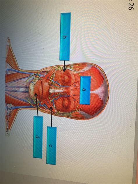 adam interactive anatomy 4 answers Reader