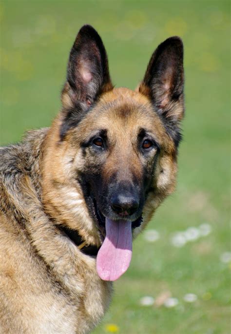 adopt a german shepherd near me