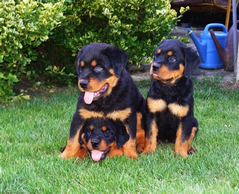 adopt rottweiler puppy