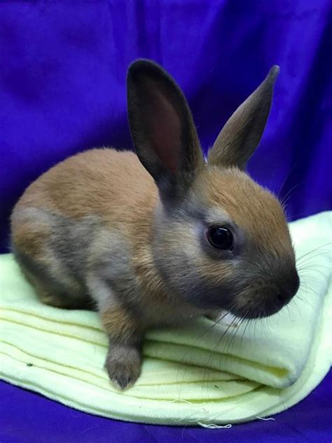 adoptable rabbits near me