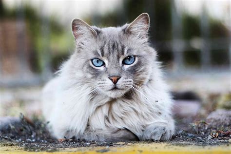 adorable cat breeds