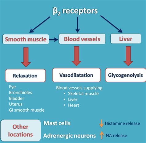 adrenergic beta 2 receptor