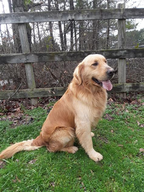 adult golden retriever for sale