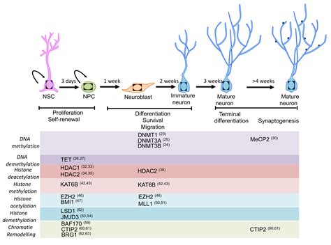 adult neurogenesis adult neurogenesis Reader