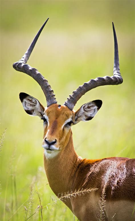 african antelope animals world 2 Reader