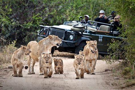 african safari south africa