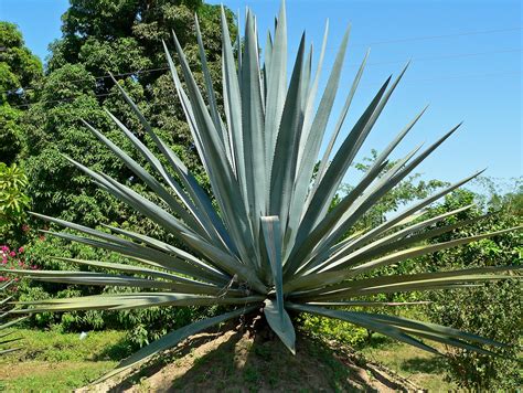 agave