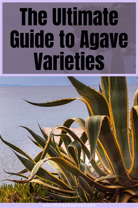Agave Identification Chart