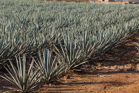 agave price