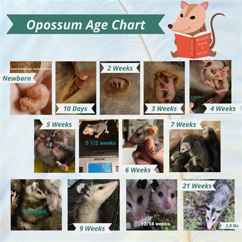 Age Chart 3 Month Old Possum