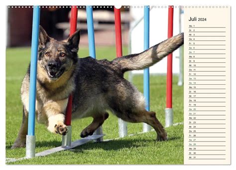 agility hundesport wandkalender 2016 quer PDF