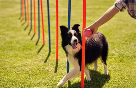 agility training for dogs near me