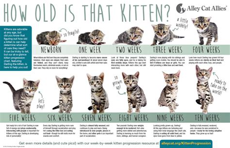 aging kittens