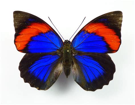 agrias butterfly